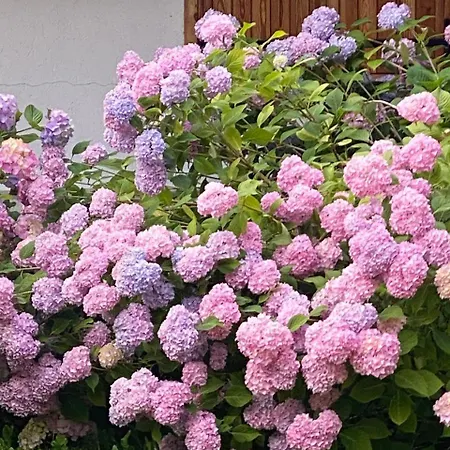 Διαμέρισμα Relax, Comfort & Alps Adventures *