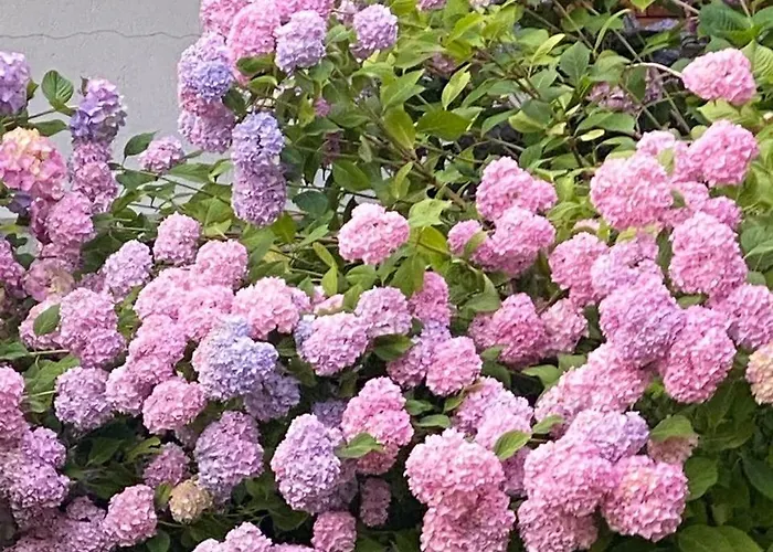 公寓 Relax, Comfort & Alps Adventures *